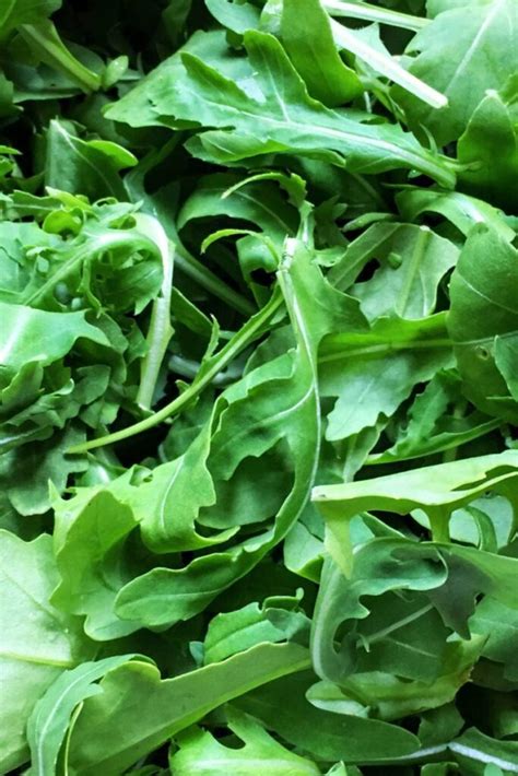 Plant Portrait: Arugula - A Spicy Herb With History - Gardening Guru