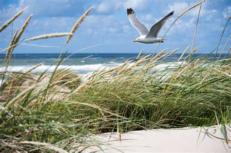 Free picture: seagull, ocean, animal, beach, bird, sea, summer, water ...