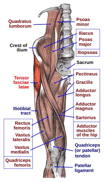 Tensor Fascia Lata - WikiMSK