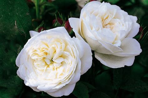 18 Best Roses for a Shaded Garden