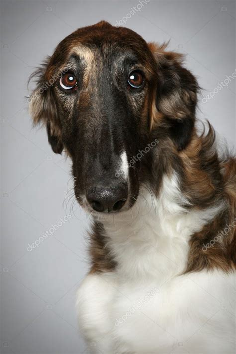 Russian Borzoi puppy (5 months) Close-up portrait — Stock Photo © FotoJagodka #5408126