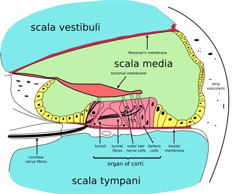 Difference Between Basilar and Tectorial Membrane | Compare the Difference Between Similar Terms