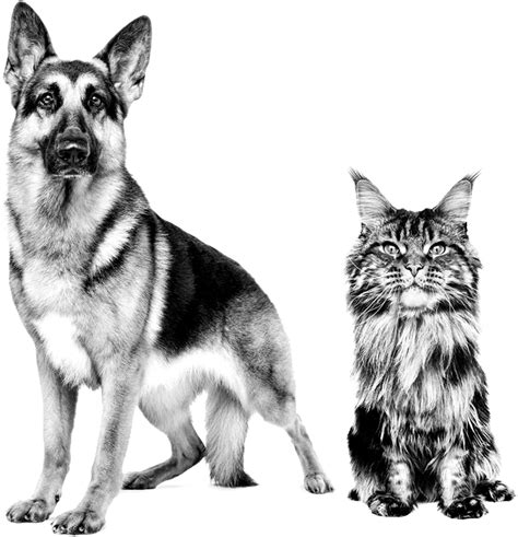 Download Canin Dog Cat - German Shepherd Royal Canin Black White ...