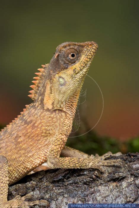 Acanthosaura capra juvenil alias Green Pricklenape :: Hippocampus Bildarchiv