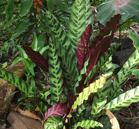 Calathea lancifolia - EcuRed