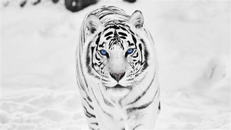 White Tiger Wallpapers Images Photos Pictures Backgrounds