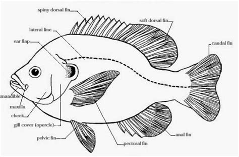 MORPHOlOGY IN FISH