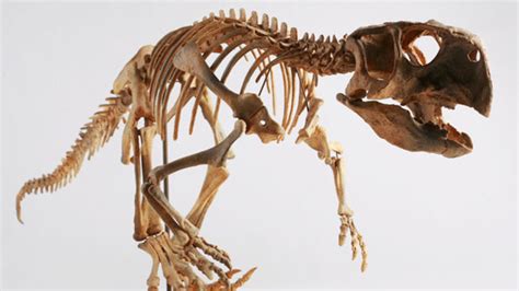 10 Bristled Facts About Psittacosaurus | Mental Floss