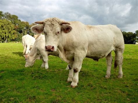 Geneticists Are Working on "Terminator" Male-Only Cattle - Modern Farmer