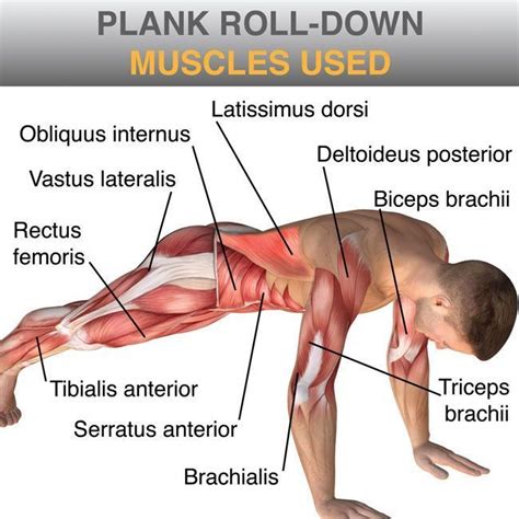 what muscles are used in a plank - Google Search | Essential yoga poses ...