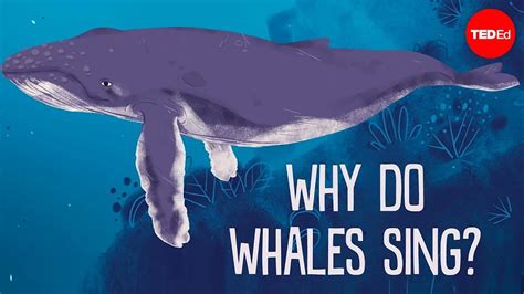 The Language of Whales - Top Documentary Films