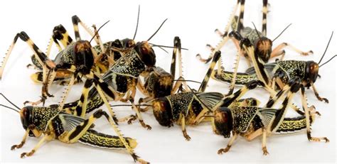Why locusts swarm | University of Cambridge
