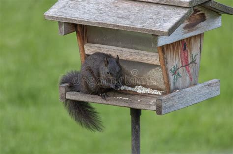 Black Squirrel Eating Seeds at a Bird Feeder Stock Photo - Image of ...