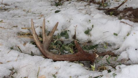 Deer shedding antlers early in southwestern Wisconsin