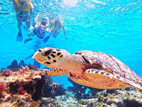 Cozumel Snorkeling Tours | Best Snorkeling in Cozumel 30%OFF