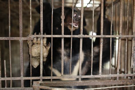 Bear Abused for Bile Extraction Rescued After Being Kept in Small Cage ...