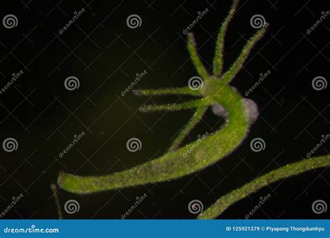 Hydra Under the Microscope for Education. Stock Image - Image of ...