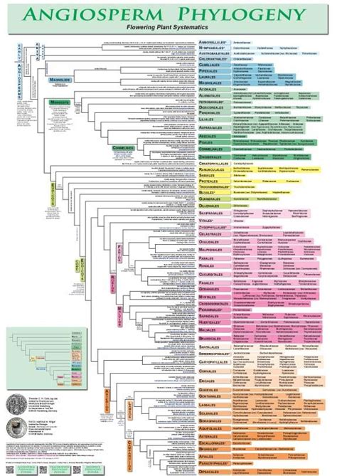 Angiosperm Phylogeny - the new classification, in poster form. The ...