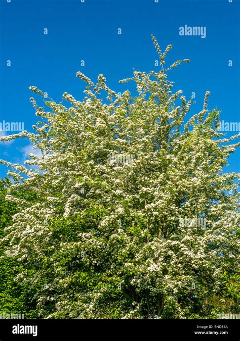 Hawthorn shrub in flower / May Blossom - France Stock Photo - Alamy