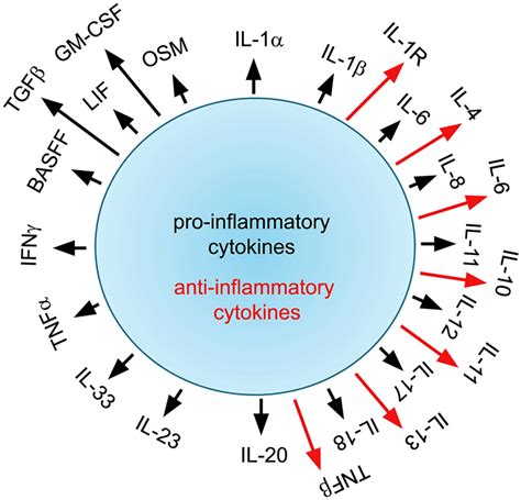 Pro- and anti-inflammatory cytokines as the name suggests trigger pro ...