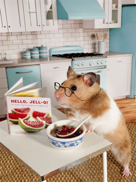 Jello recipe - hamster Cute Little Animals, Cute Funny Animals, Funny Cute, Hamster Live ...