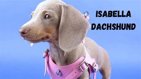 Isabella Dachshund: Everything You Need To Know