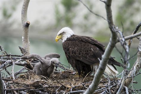 Bald Eagle Nesting Photograph by Mark Newman - Pixels