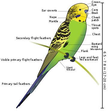 Budgies are Awesome: Australia: Homeland of Budgies (2)