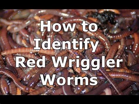 How to Identify Wild Red Wiggler Worms - Eisenia Fetida - YouTube | Red wiggler worms, Red ...