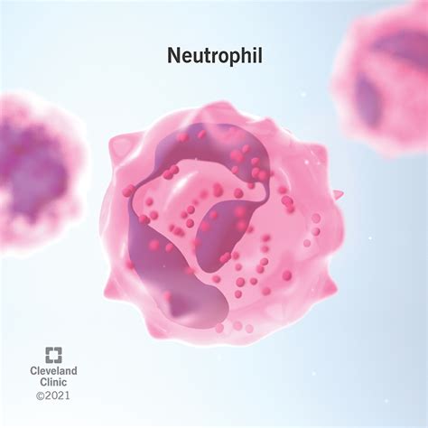 Neutrophilia: Diagnosis, Causes, Symptoms & What It Is