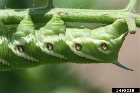 tomato hornworm (Manduca quinquemaculata)