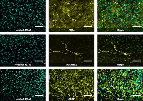 Functional iPSC-Derived Astrocytes for Phenotypic Screening