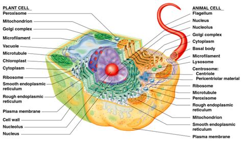 Plant vs animal cells | all about cells