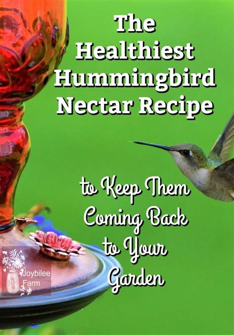 The Healthiest Hummingbird Nectar Recipe | Hummingbird nectar recipe ...