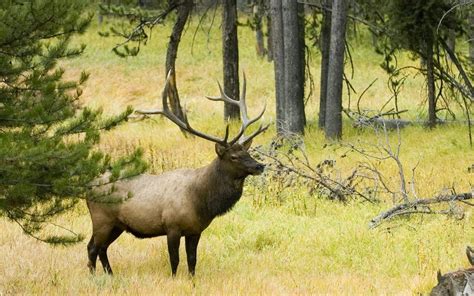 Bull Elk Wallpaper - Wallpaper Backgrounds