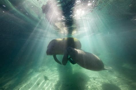 10 Amazing Facts About Manatees