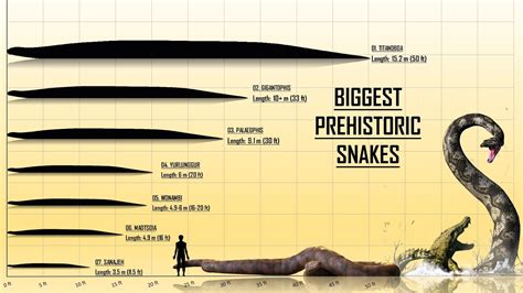 Prehistoric Snake Size