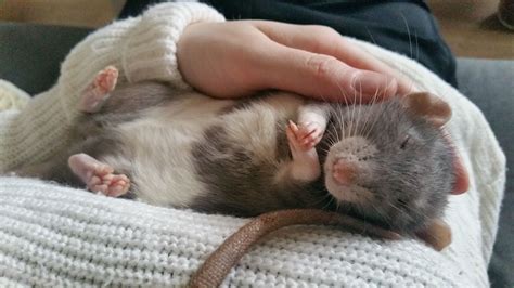 My pet rat Miemie cuddling http://ift.tt/2ivjomy | Cute rats, Pet rats ...