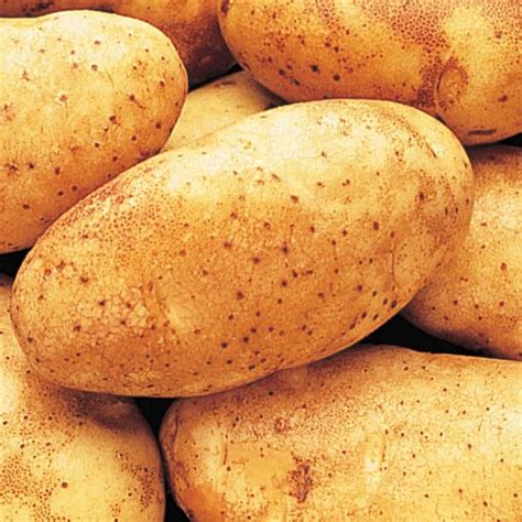 Gurney's Seed Potato Russett Burbank (2 lbs. Pack) 74025 - The Home Depot