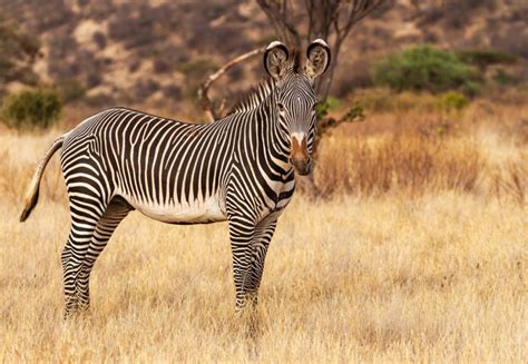 Conservation center celebrates birth of four endangered zebra foals | The Optimist Daily: Making ...