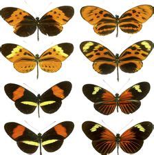 Batesian mimicry | zoology | Britannica