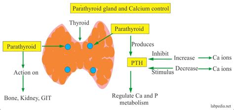 Parathyroid hormone (PTH) - Labpedia.net