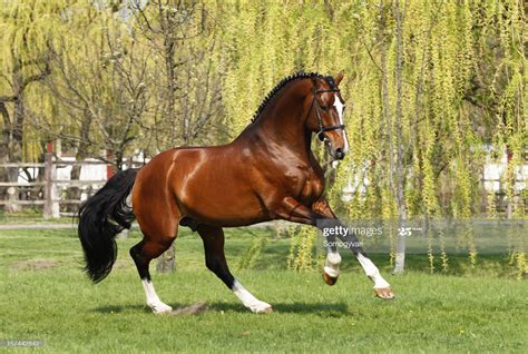 A beautiful holsteiner breeding stallion galloping free at spring.... | Horse breeds ...