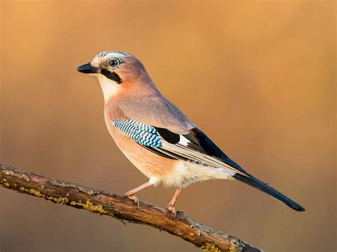 19 common British birds in your garden | Love The Garden