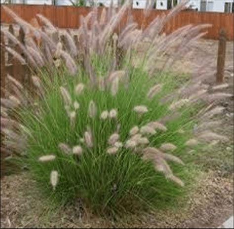 Crimson Funtaingrass (Pennisetum Setaceum) plant. 2.1.3. Binder (i.pro... | Download Scientific ...