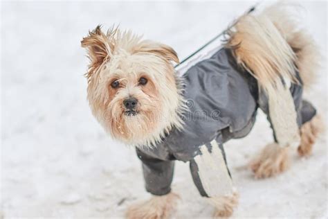 Cute Dog in a Suit in the Snow Stock Image - Image of december, blue ...