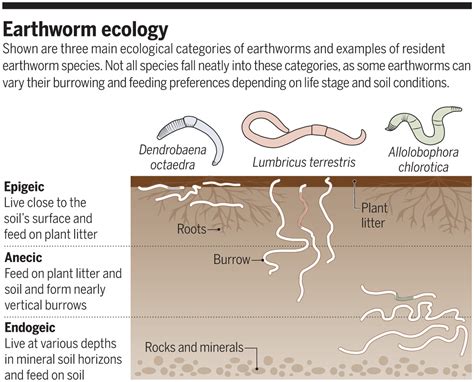 Earthworms' place on Earth | Science