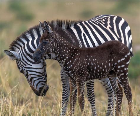 Meet the most incredible zebra in animal world, which has polka dots and is quite rare