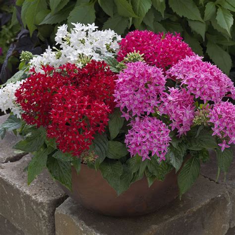 Pentas BeeBright Mix - new for 2017 Pollinators love them! | Plants, Annual flowers, Live plants