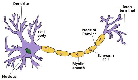 Anatomy of Nerves - Classification - Neurones - TeachMeAnatomy